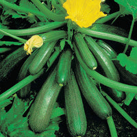 Zucchini 