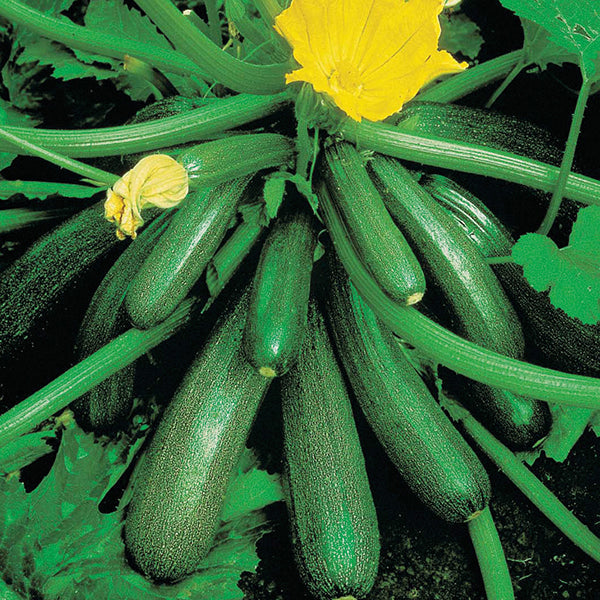 Zucchini " Tuscany  " Exotic 10 Vegetable Seeds