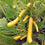 Zucchini " Shooting Star  " Exotic 10 Vegetable Seeds