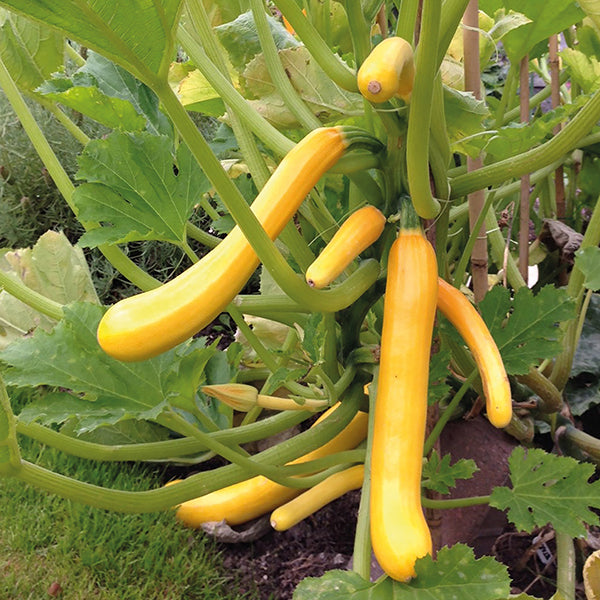 Zucchini " Shooting Star  " Exotic 10 Vegetable Seeds