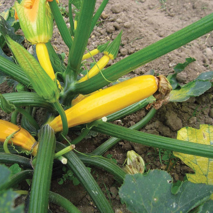 Zucchini " Atena Polka  " Exotic 10 Vegetable Seeds