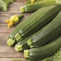 Zucchini 