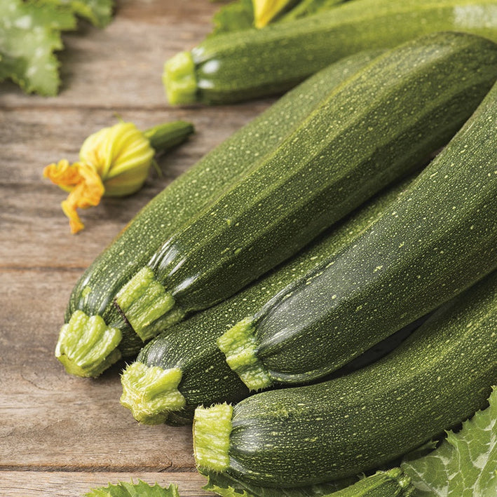 Zucchini " Defender  " Exotic 10 Vegetable Seeds