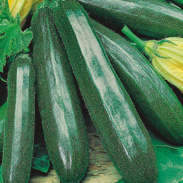 Zucchini " Primula  " Exotic 10 Vegetable Seeds