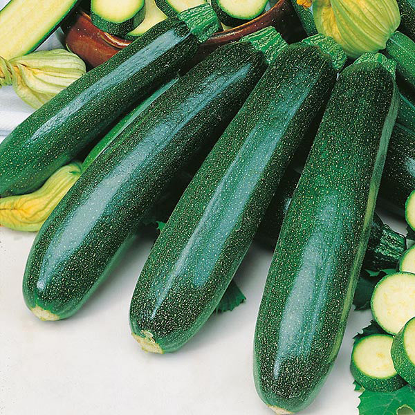 Zucchini " Green Titan  " Exotic 10 Vegetable Seeds