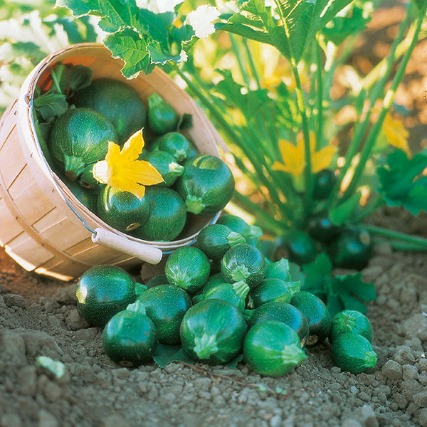 Zucchini " Eight Ball  " Exotic 10 Vegetable Seeds