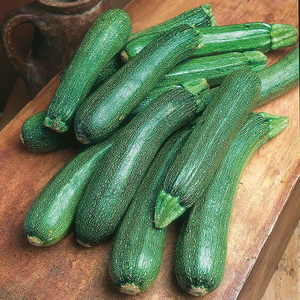 Zucchini " Patriot  " Exotic 10 Vegetable Seeds