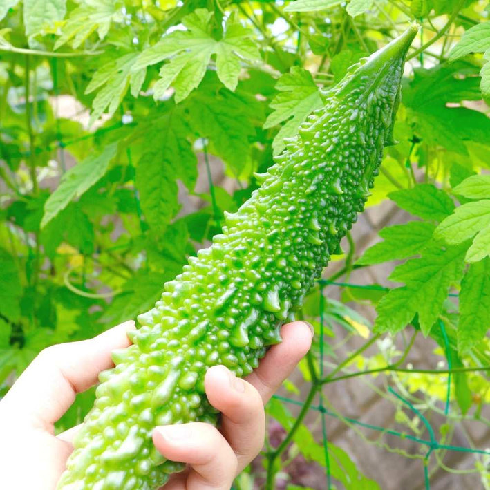 Bittergourd " Spartan  " Exotic 10 Vegetable Seeds