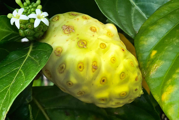 Noni Tropical Exotic 10 Fruit Seeds