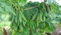 Papaya 