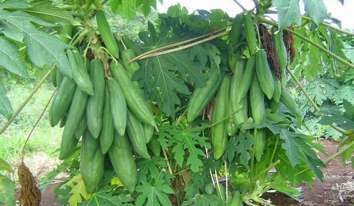 Papaya " Dwarf Long  " Exotic 15 Fruit Seeds