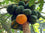 Papaya " Coorg Honey Dew  " Exotic 15 Fruit Seeds