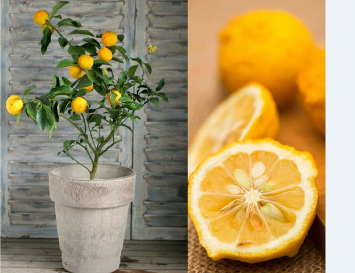 Lemon " Japanese  " Exotic 10 Fruit Seeds