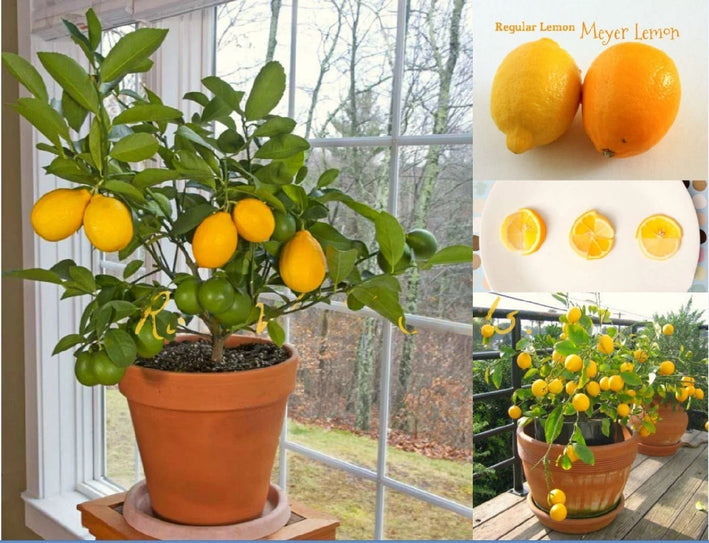 Lemon " Meyer Lemon  " Exotic 10 Fruit Seeds