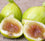 Fig " Kadota  " Exotic 30 Fruit Seeds