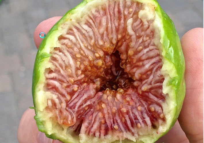 Fig " Desert King  " Exotic 30 Fruit Seeds