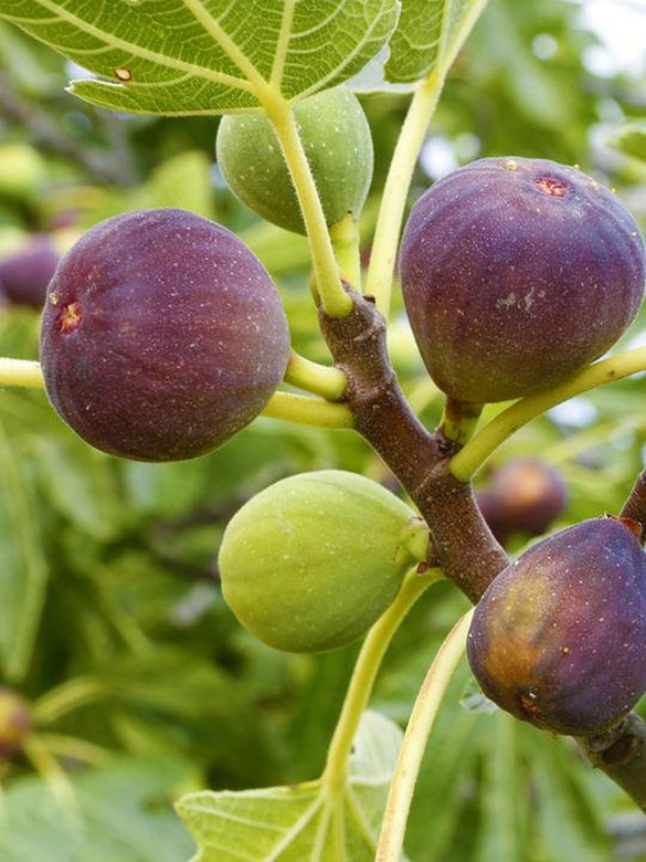 Fig " Turkey Brown  " Exotic 30 Fruit Seeds