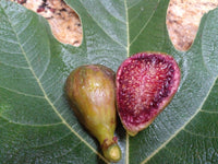 Fig 