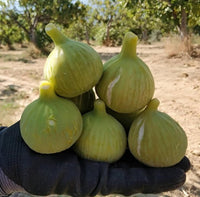 Fig 