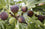 Fig " Chicago  " Exotic 30 Fruit Seeds