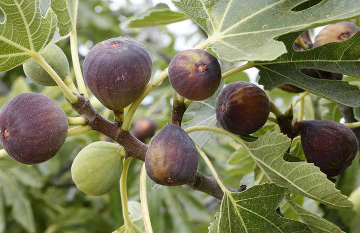 Fig " Chicago  " Exotic 30 Fruit Seeds