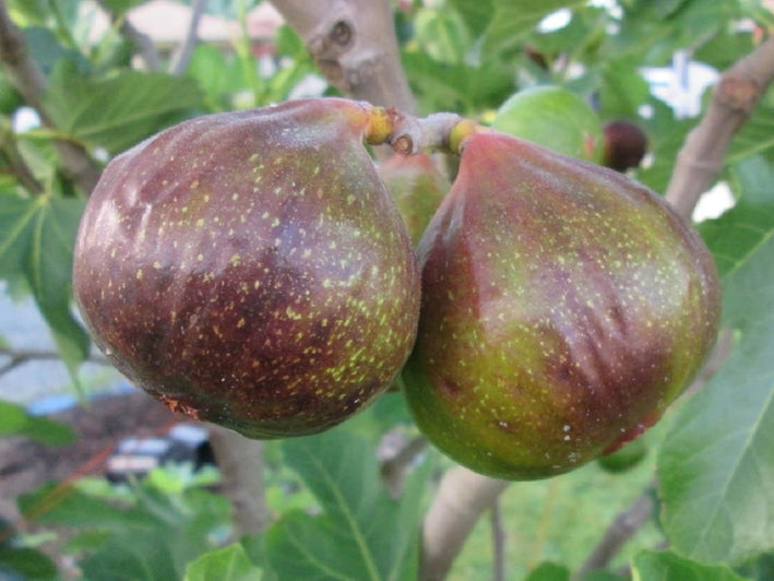 Fig " Olympian  " Exotic 30 Fruit Seeds