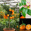 Orange " Rangpur Lime  " Exotic 10 Fruit Seeds