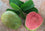 Guava " Pink Supreme  " Exotic 40 Fruit Seeds