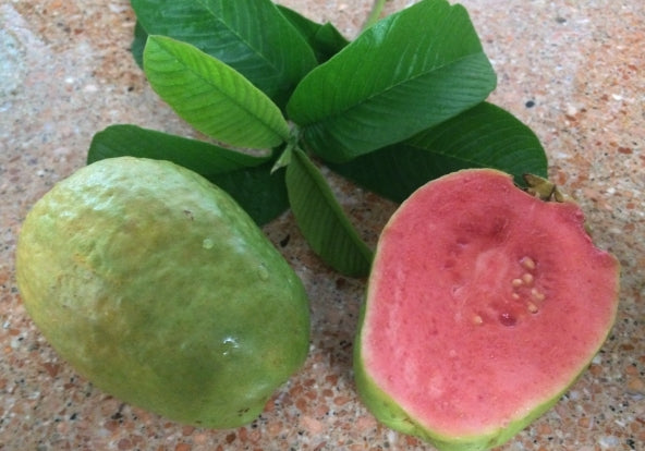 Guava " Pink Supreme  " Exotic 40 Fruit Seeds