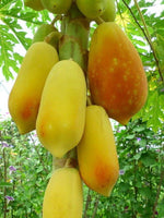 Papaya 