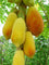 Papaya " Golden  " Exotic 15 Fruit Seeds