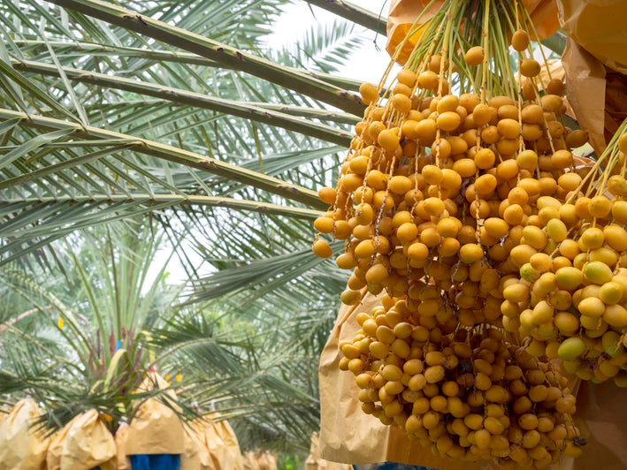 Dates " Golden Hybrid  " Exotic 10 Fruit Seeds