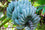 Banana " Blue Java  " Exotic 10 Fruit Seeds