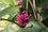 Banana " Pink Banana  " Exotic 10 Fruit Seeds