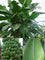 Banana " Darjeeling  " Exotic 10 Fruit Seeds