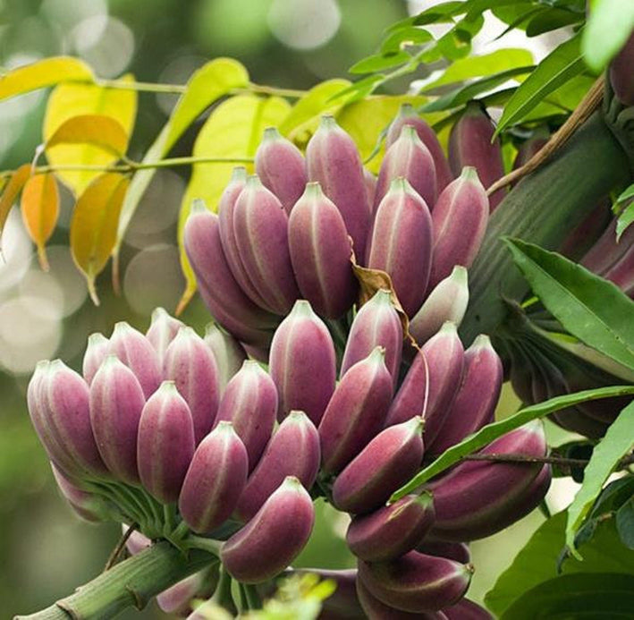 Banana " Burmese Blue  " Exotic 10 Fruit Seeds