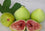 Fig " White Adriatic  " Exotic 30 Fruit Seeds