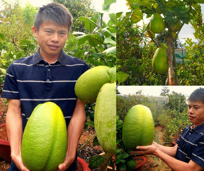 Lemon " Giant Lime  " Exotic 10 Fruit Seeds