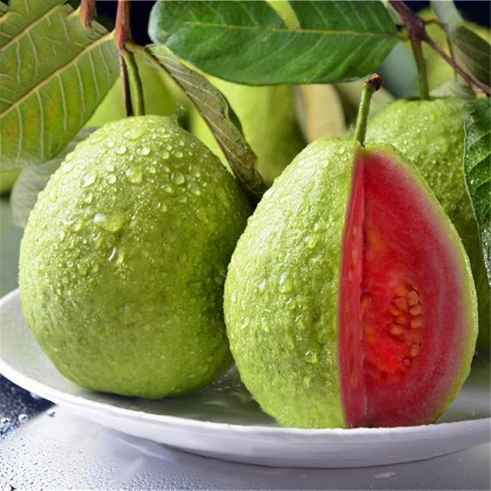 Guava " Red Flesh  " Exotic 40 Fruit Seeds