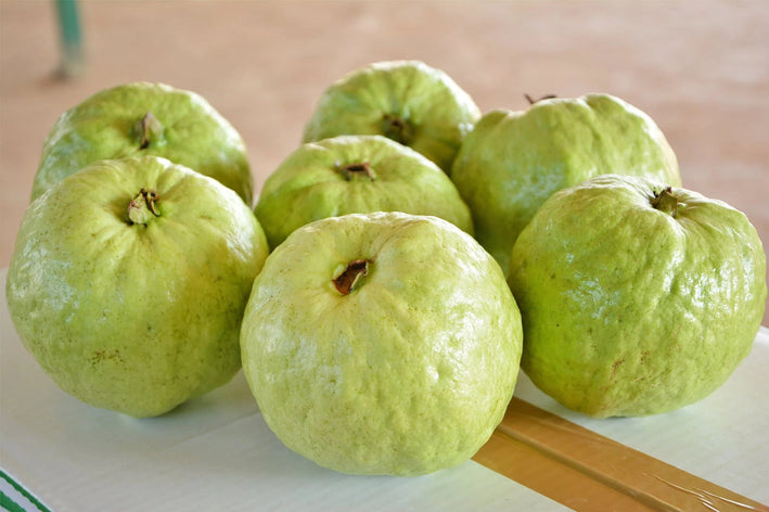 Guava " Thai Super  " Exotic 40 Fruit Seeds
