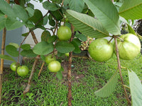 Guava 