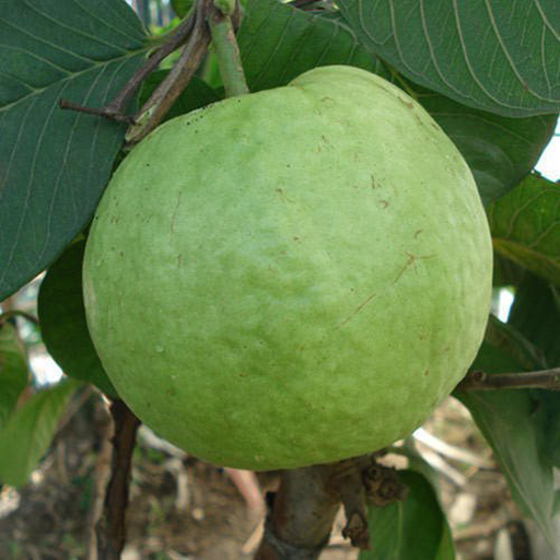 Guava " Khaja  " Exotic 40 Fruit Seeds