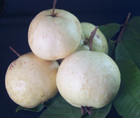 Guava 