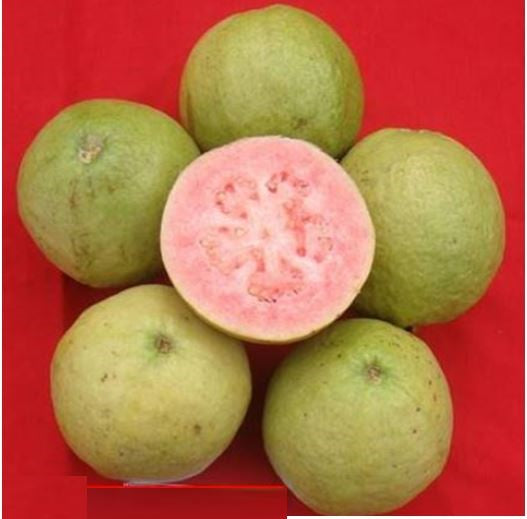 Guava " Punjab Kiran  " Exotic 40 Fruit Seeds