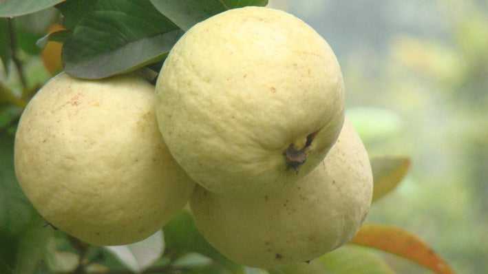 Guava " Punjab Safeda  " Exotic 40 Fruit Seeds