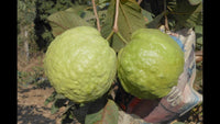 Guava 