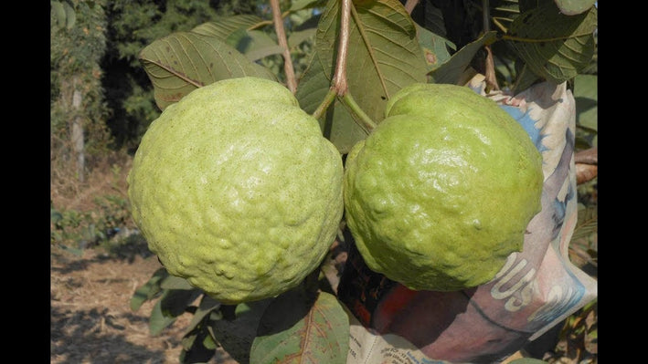 Guava " Thai 7  " Exotic 40 Fruit Seeds