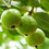 Guava " Barafkhanna  " Exotic 40 Fruit Seeds