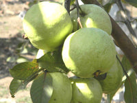 Guava 