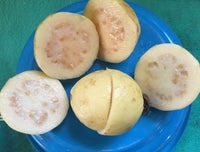 Guava 